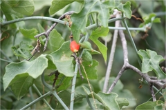 Corallocarpus epigaeus